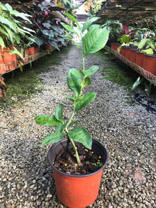 Meyer Lemon (Complete Guide)