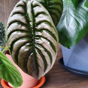 Alocasia Red Cuprea Care Guide
