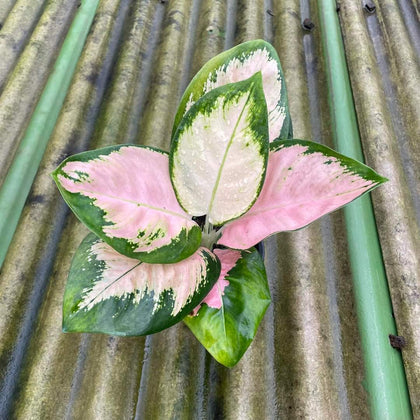 Exotic Plant New arrivals