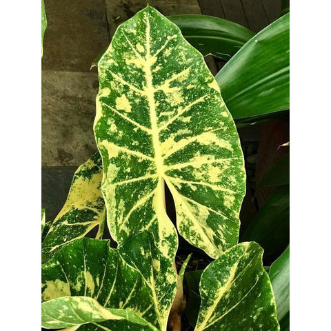 Buy plants at Nursery Kebun Bandar