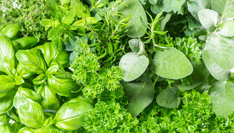 Nursery Kebun Bandar - LIVE PLANT SHIPPING SPECIALIST IN MALAYSIA