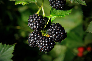 We provide fastest shipping of live exotic plant within Malaysia. We are the leading expert in live plant packaging.  Online Nursery / Kebun terbesar di Malaysia .Kita jual pelbagai pokok, bunga dan pokok buah.  