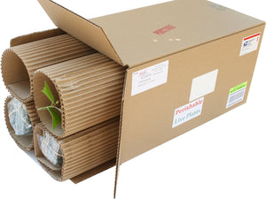 Nursery Kebun Bandar - LIVE PLANT SHIPPING SPECIALIST IN MALAYSIA