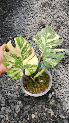 Monstera Yellow Star - Plants for auction