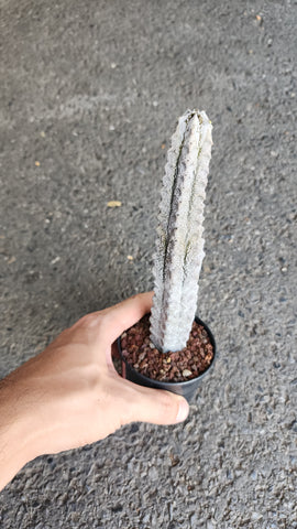 Euphorbia Abdelkuri - Malaysia Online Plant Nursery