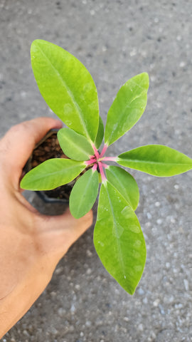 Euphorbia Bongolavensis for sale - Malaysia Online Plant Nursery