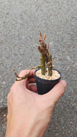 Euphorbia Platychada - Malaysia Online Plant Nursery