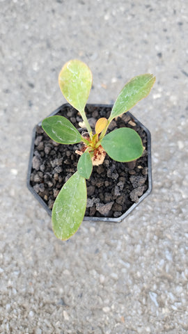 Euphorbia ramena for sale - Malaysia Online Plant Nursery