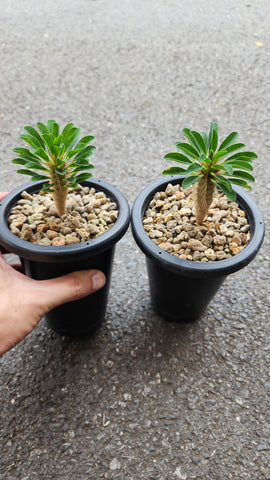 Euphorbia guillauminia