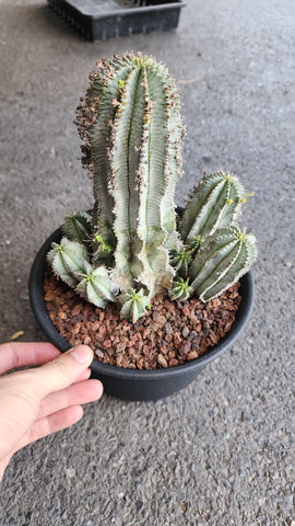 Euphorbia Horrida - Malaysia Online Plant Nursery