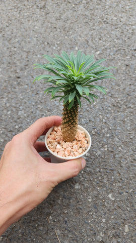 Euphorbia Sosetsu kirin - malaysia online plant nursery